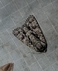 Acronicta impressa