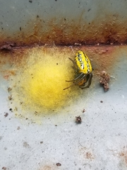Alpaida variabilis