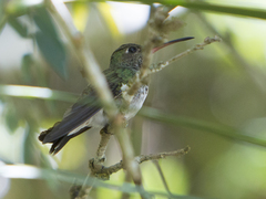 Chionomesa fimbriata