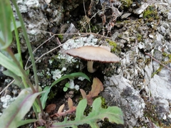 Cyclocybe parasitica