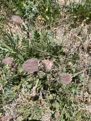 Geum triflorum