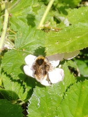 Bombus