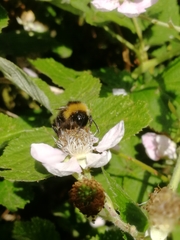 Bombus