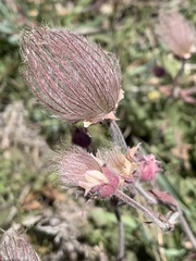 Geum triflorum