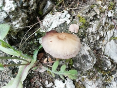 Cyclocybe parasitica