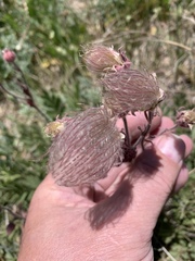 Geum triflorum