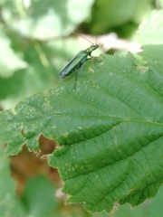 Oedemera nobilis