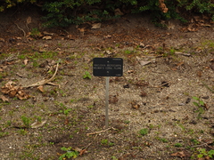Macleaya microcarpa