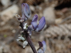 Lupinus elatus