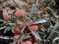 Lupinus elatus