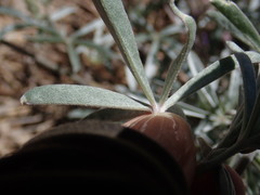 Lupinus elatus