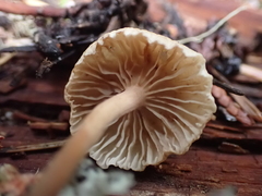 Paragymnopus perforans