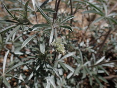 Lupinus elatus
