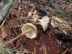 Paragymnopus perforans