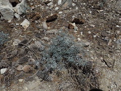 Lupinus elatus