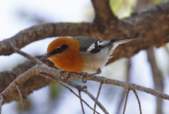Peucedramus taeniatus