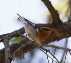 Peucedramus taeniatus