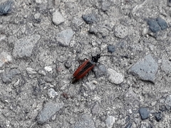 Omalisus fontisbellaquei