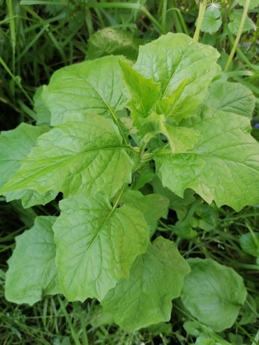 Lapsana communis
