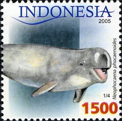 Finless Porpoise photo 3