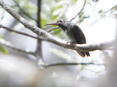 Chionomesa fimbriata