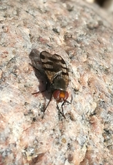 Ceroxys urticae