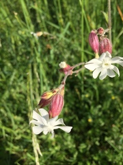Silene latifolia