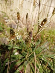 Plantago lanceolata