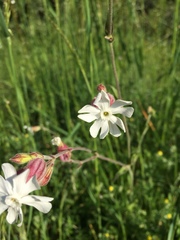 Silene latifolia