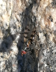 Ceroxys urticae