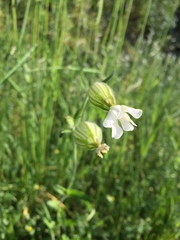 Silene latifolia