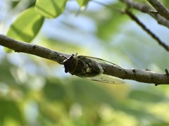 Diceroprocta obscurior