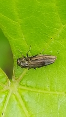 Agrilus derasofasciatus