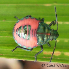 Pentatomoidea