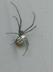 Leucauge argyrobapta image