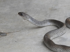 Coluber constrictor etheridgei