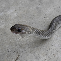 Coluber constrictor etheridgei