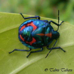 Pentatomoidea