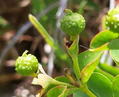 Euphorbia paniculata