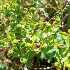 Euphorbia paniculata