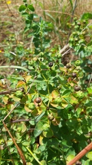 Euphorbia paniculata