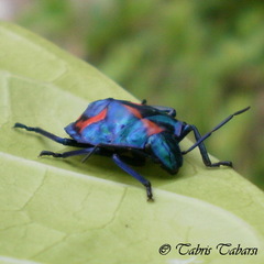 Pentatomoidea