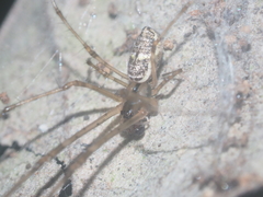 Tylorida ventralis