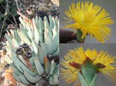 Machairophyllum albidum