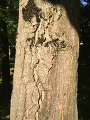 Aesculus hippocastanum