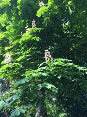 Aesculus hippocastanum