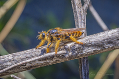 Pogonosoma maroccanum