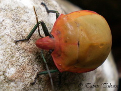 Tectocoris diophthalmus