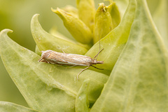 Crambus pratella