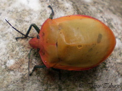 Tectocoris diophthalmus